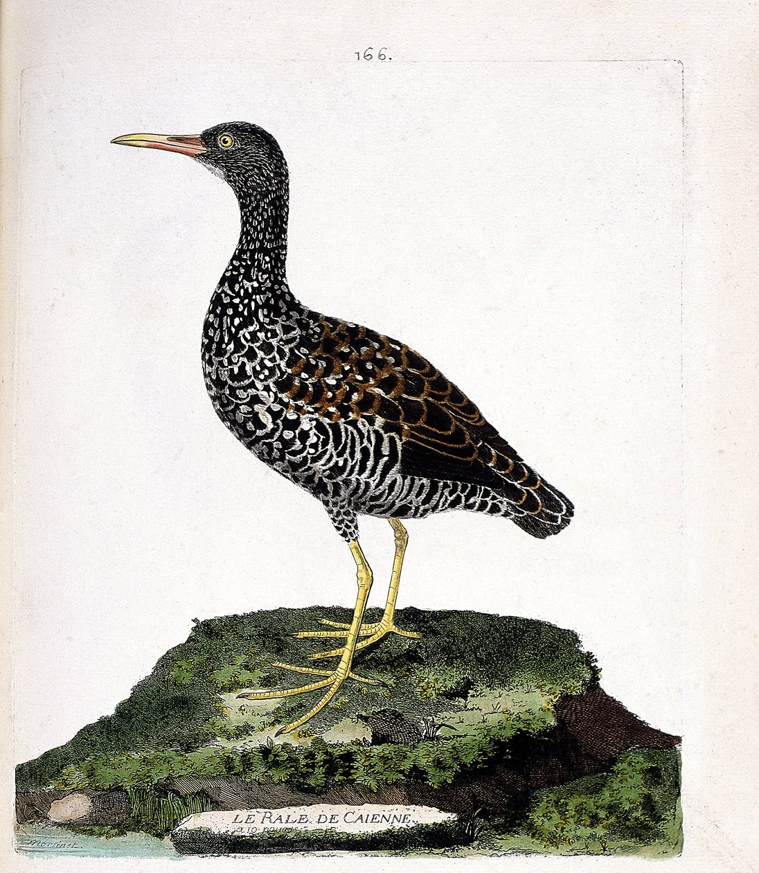 Zoolojik çizelge (ornitoloji): Caienne rale (leke rale veya pardirallus maculatus). Francois Nicolas Martinet (1731-1800) tarafından "Görünen ve Hassas Yönleriyle Boyanmış Kuşların Tarihi" adlı illüstrasyon. Özel koleksiyon. by Francois Nicolas Martinet