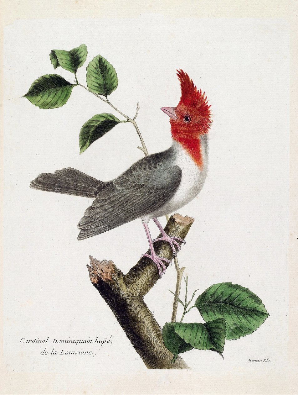 Zoolojik çizelge (ornitoloji): Bir dalda Dominik Kardinal Hupe (parare huppe veya paroaria coronata). Francois Nicolas Martinet (1731-1800) tarafından "Görünen ve Hassas Yönleriyle Boyanmış Kuşların Tarihi" adlı illüstrasyon. özel koleksiyon by Francois Nicolas Martinet