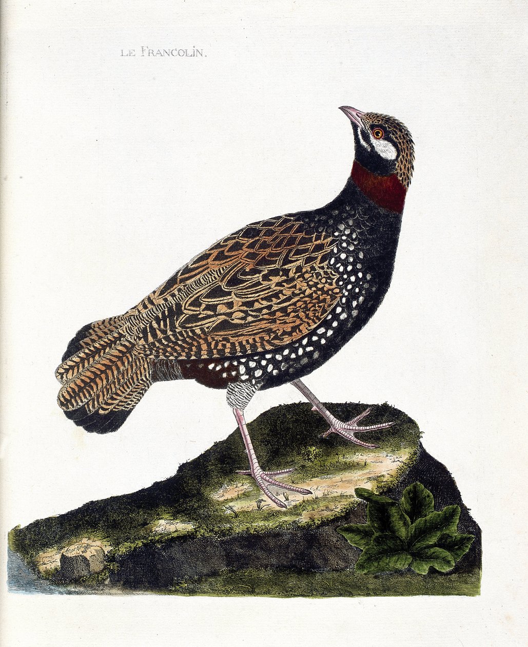 Zoolojik harita (ornitoloji): Francolin (francolin noir veya francolinus francolinus). Francois Nicolas Martinet (1731-1800) tarafından "Görünen ve Hassas Yönleriyle Boyanmış Kuşların Tarihi" adlı illüstrasyon. Özel koleksiyon. by Francois Nicolas Martinet