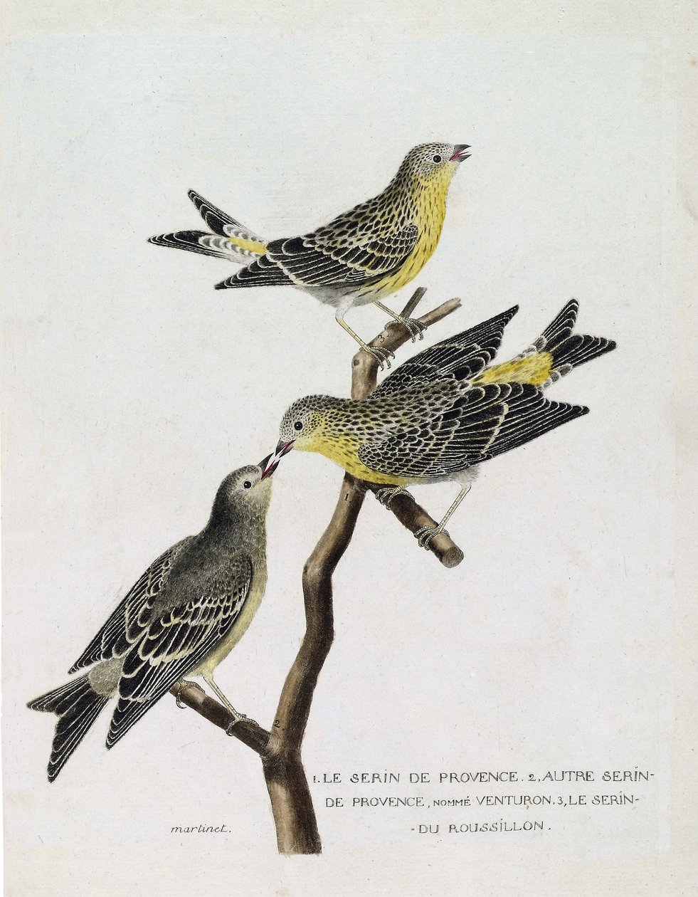 Zoolojik çizelge (ornitoloji): Yukarıdan aşağıya: bir dalda serin du Roussillon (serin Cini veya serinus serinus), serin de provence (venturon montagnard veya serinus citrinella) ve diğer serin de provence. “Kuşların Tarihi, P by Francois Nicolas Martinet