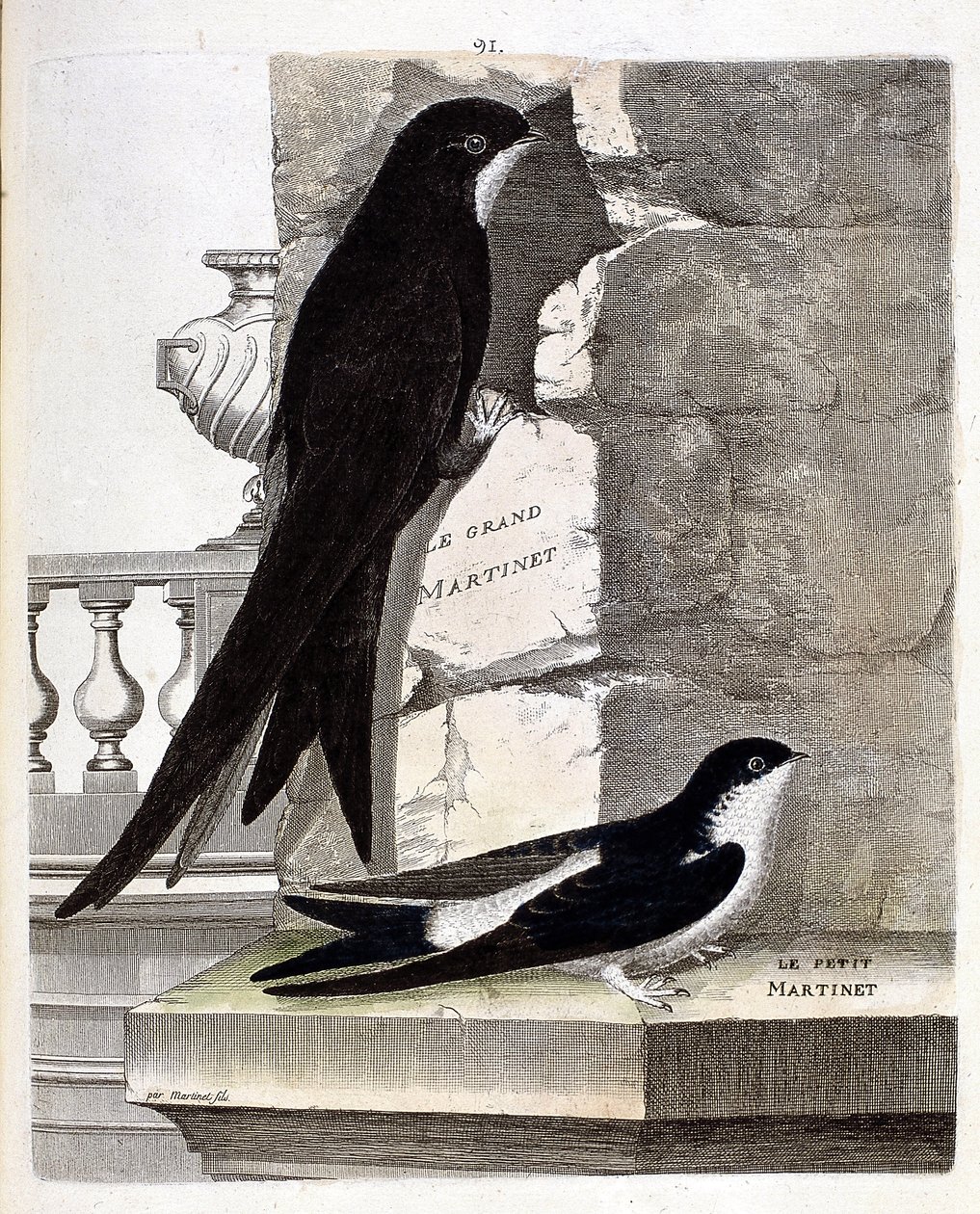 Zoolojik harita (ornitoloji): Great Swift (Black Swift veya apus apus) ve Small Swift (Window Swallow veya Urbica Delichon). Francois Nicolas Martinet (1731-1800) tarafından "Görünen ve Hassas Yönleriyle Boyanmış Kuşların Tarihi"nde İllüstrasyon by Francois Nicolas Martinet