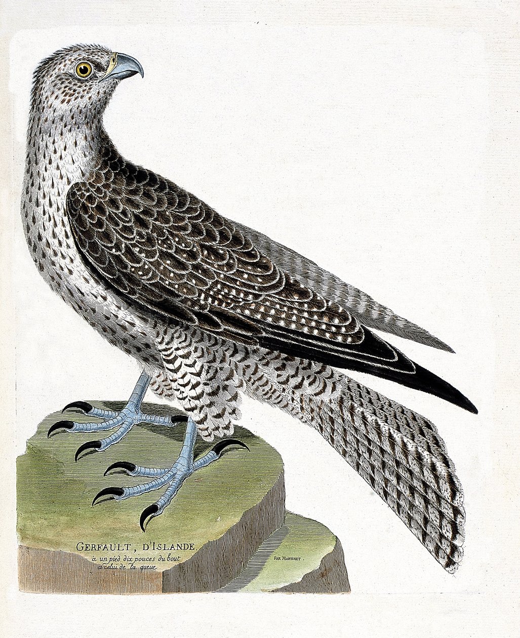 Zoolojik harita (ornitoloji): İzlanda gerfault (gerfaut falcon veya falco rusticolus). Francois Nicolas Martinet (1731-1800) tarafından "Görünen ve Hassas Yönleriyle Boyanmış Kuşların Tarihi" adlı illüstrasyon. Özel koleksiyon. by Francois Nicolas Martinet