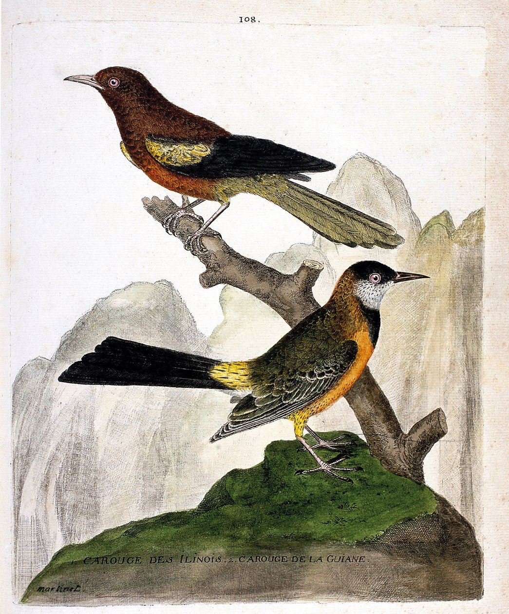 Zoolojik harita (ornitoloji): Ilinois Blackbird (Baltimore oriole veya icterius bonana) ve Guiana Blackbird (Martinique oriole veya icterius bonana) bir dalda. “Kuşların Görünüş ve Hassas Yönleriyle Boyanmış Tarihi” konulu illüstrasyon by Francois Nicolas Martinet
