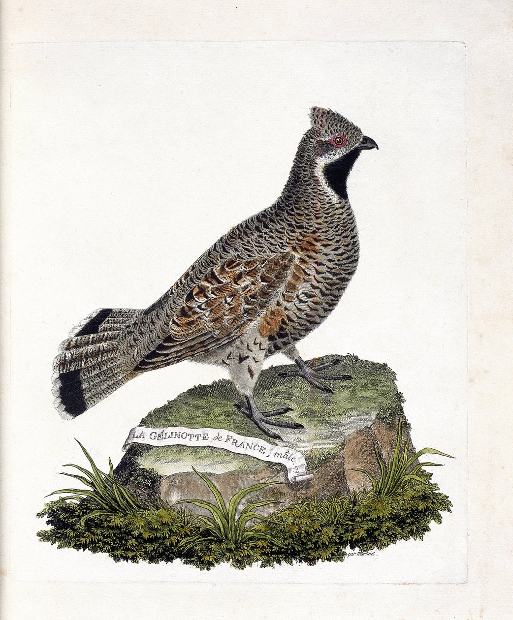 Zoolojik harita (ornitoloji): La gelinotte de France erkek (gelinotte des bois veya bonasia bonasia). Francois Nicolas Martinet (1731-1800) tarafından "Görünen ve Hassas Yönleriyle Boyanmış Kuşların Tarihi" adlı illüstrasyon. Özel koleksiyon. by Francois Nicolas Martinet