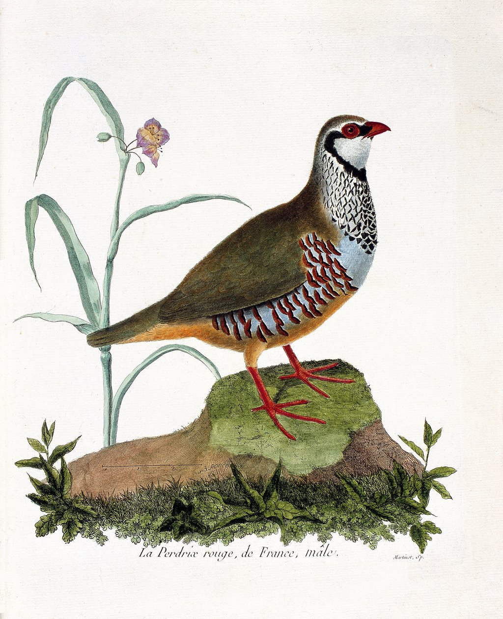 Zoolojik harita (ornitoloji): La keklik rouge de France, erkek (kırmızı keklik veya alectoris rufa). Francois Nicolas Martinet (1731-1800) tarafından "Görünen ve Hassas Yönleriyle Boyanmış Kuşların Tarihi" adlı illüstrasyon. Özel koleksiyon. by Francois Nicolas Martinet