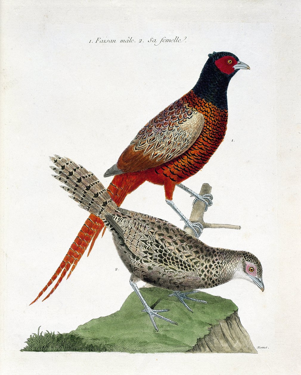 Zoolojik harita (ornitoloji): Erkek sülün ve dişi (kolşid sülün veya Phasianus colchicus). Francois Nicolas Martinet (1731-1800) tarafından "Görünen ve Hassas Yönleriyle Boyanmış Kuşların Tarihi" adlı illüstrasyon. Özel koleksiyon. by Francois Nicolas Martinet