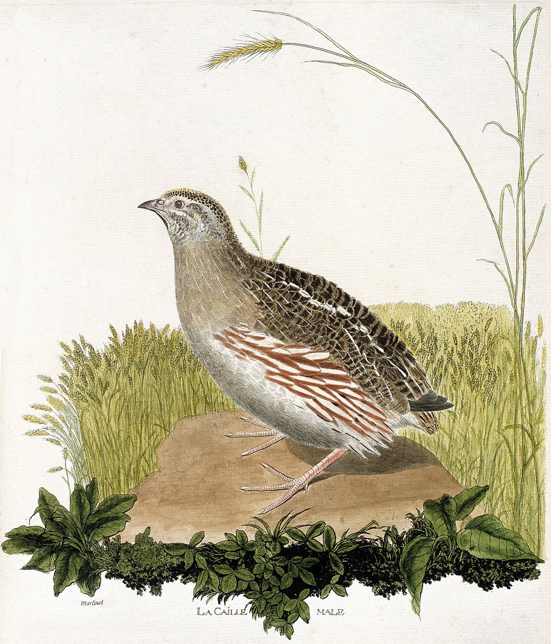 Zoolojik harita (ornitoloji): Erkek bıldırcın (ble bıldırcın veya coturnix coturnix). Francois Nicolas Martinet (1731-1800) tarafından "Görünen ve Hassas Yönleriyle Boyanmış Kuşların Tarihi" adlı illüstrasyon. Özel koleksiyon. by Francois Nicolas Martinet