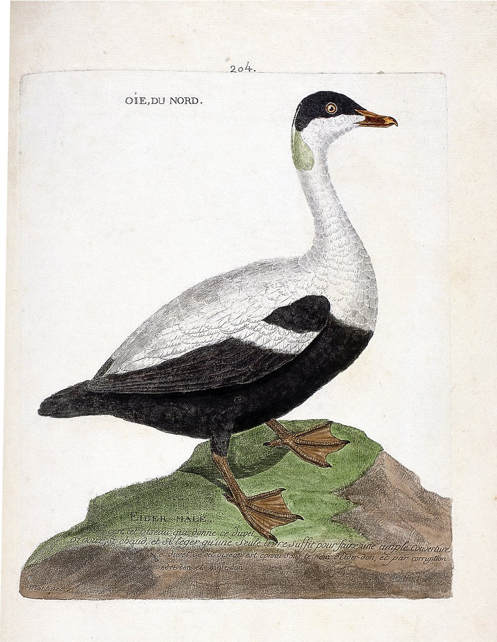 Zoolojik harita (ornitoloji): Kuzey kaz veya eider mal (Eider a yorgan veya somateria mollissima). Francois Nicolas Martinet (1731-1800) tarafından "Görünen ve Hassas Yönleriyle Boyanmış Kuşların Tarihi" adlı illüstrasyon. Özel koleksiyon. by Francois Nicolas Martinet