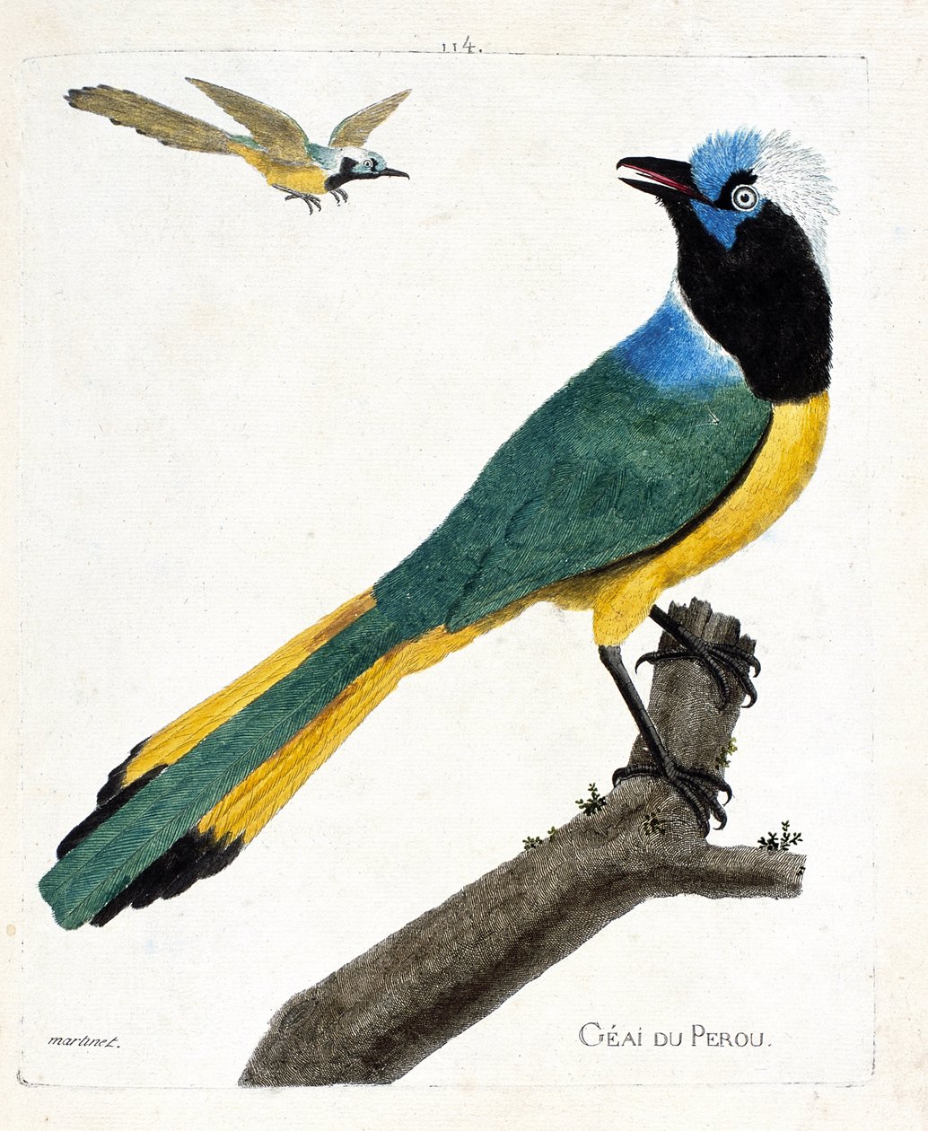 Zoolojik harita (ornitoloji): Bir dalda Perou alakargası (yeşil alakarga veya cyanocorax yncas). Francois Nicolas Martinet (1731-1800) tarafından "Görünen ve Hassas Yönleriyle Boyanmış Kuşların Tarihi" adlı illüstrasyon. Özel koleksiyon. by Francois Nicolas Martinet