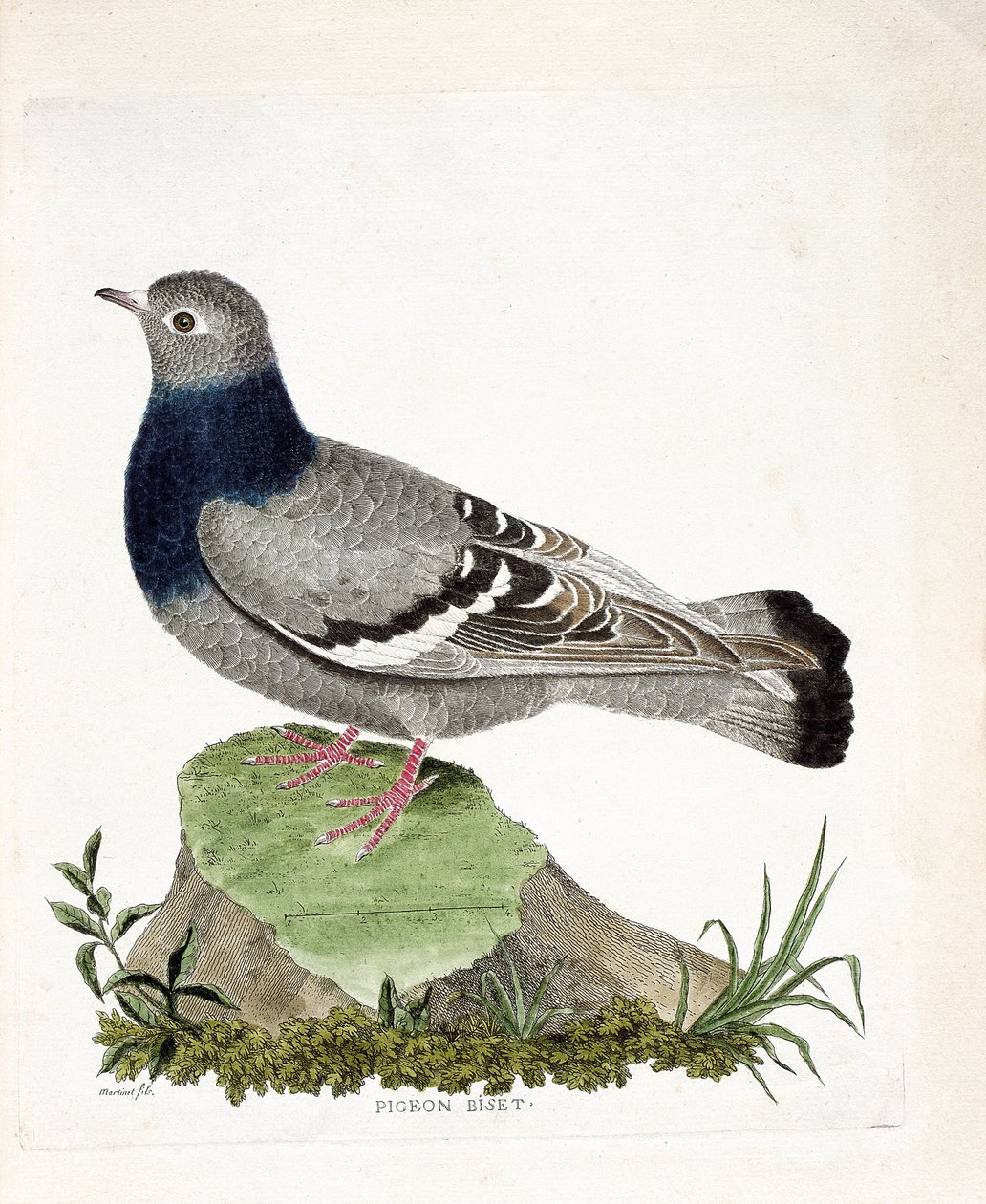 Zoolojik harita (ornitoloji): Güvercin ikilisi (Columbia livia). Francois Nicolas Martinet (1731-1800) tarafından "Görünen ve Hassas Yönleriyle Boyanmış Kuşların Tarihi" adlı illüstrasyon. Özel koleksiyon. by Francois Nicolas Martinet