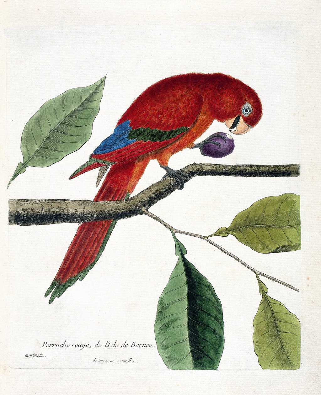 Zoolojik harita (ornitoloji): Borneo adasından kırmızı muhabbet kuşu (Büyük eclectus veya eclectus roratus). Francois Nicolas Martinet (1731-1800) tarafından "Görünen ve Hassas Yönleriyle Boyanmış Kuşların Tarihi" adlı illüstrasyon. özel col by Francois Nicolas Martinet
