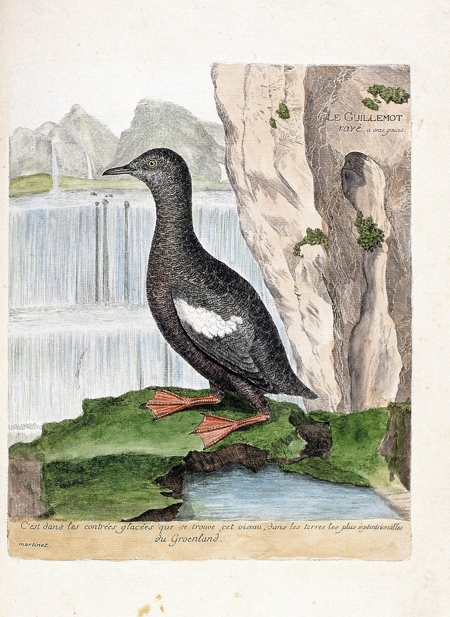 Zoolojik harita (ornitoloji): Çizgili Murrelet (Mirrelet veya Cepphus ızgarası). Francois Nicolas Martinet (1731-1800) tarafından "Görünen ve Hassas Yönleriyle Boyanmış Kuşların Tarihi" adlı illüstrasyon. Özel koleksiyon. by Francois Nicolas Martinet
