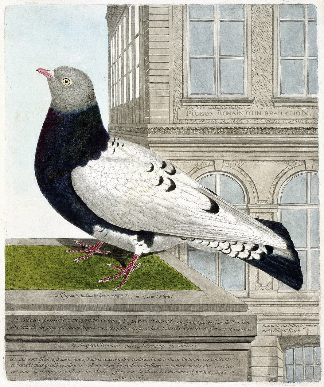 Zoolojik harita (ornitoloji): Roma güvercini (columba livia). Francois Nicolas Martinet (1731-1800) tarafından "Görünen ve Hassas Yönleriyle Boyanmış Kuşların Tarihi" adlı illüstrasyon. Özel koleksiyon. by Francois Nicolas Martinet
