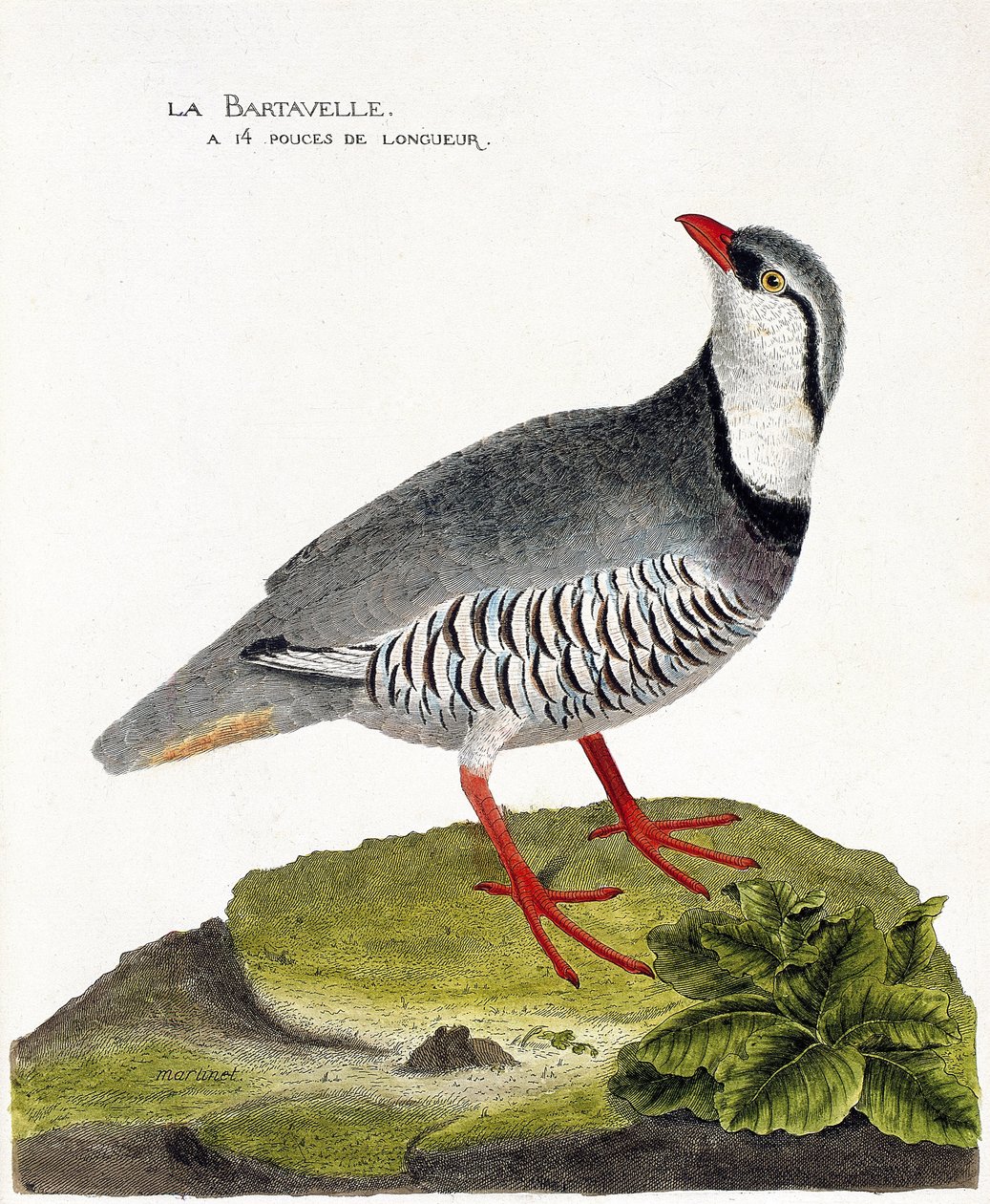 Zoolojik harita (ornitoloji): Bartavelle (keklik bartavelle veya Alectoris graeca). Francois Nicolas Martinet (1731-1800) tarafından "Görünen ve Hassas Yönleriyle Boyanmış Kuşların Tarihi" adlı illüstrasyon. Özel koleksiyon. by Francois Nicolas Martinet