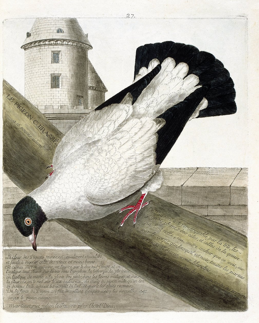 Zoolojik harita (ornitoloji): Savaş gemisi güvercini (columba livia). Francois Nicolas Martinet (1731-1800) tarafından "Görünen ve Hassas Yönleriyle Boyanmış Kuşların Tarihi" adlı illüstrasyon. Özel koleksiyon. by Francois Nicolas Martinet