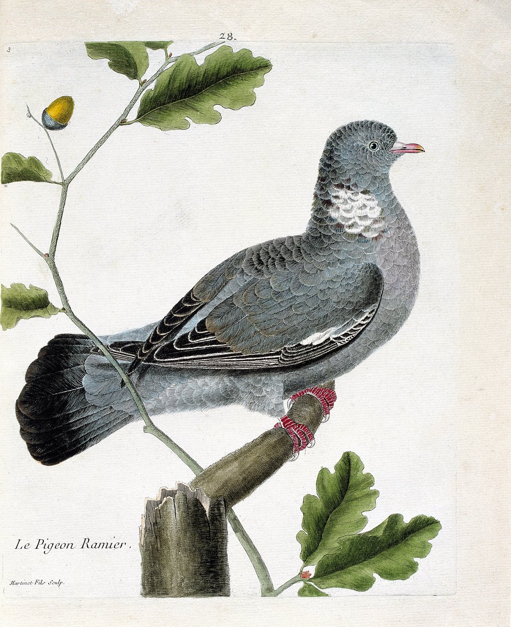 Zoolojik harita (ornitoloji): Bir daldaki dallı güvercin (columba palumbus). Francois Nicolas Martinet (1731-1800) tarafından "Görünen ve Hassas Yönleriyle Boyanmış Kuşların Tarihi" adlı illüstrasyon. Özel koleksiyon. by Francois Nicolas Martinet
