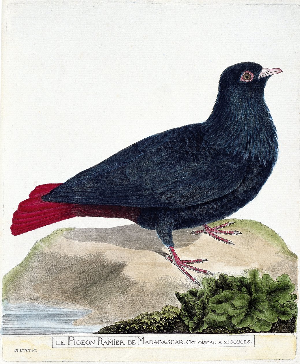 Zoolojik harita (ornitoloji): Madagaskar