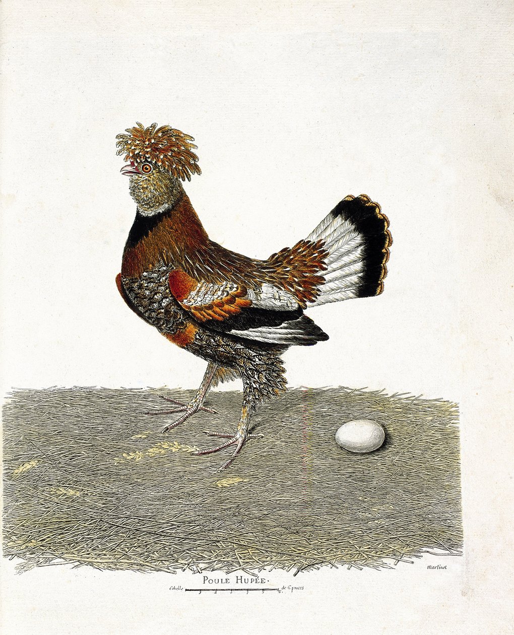 Zoolojik harita (ornitoloji): Tavuk (evcil tavuk veya gallus gallus) ve yumurtası. Francois Nicolas Martinet (1731-1800) tarafından "Görünen ve Hassas Yönleriyle Boyanmış Kuşların Tarihi" adlı illüstrasyon. Özel koleksiyon. by Francois Nicolas Martinet