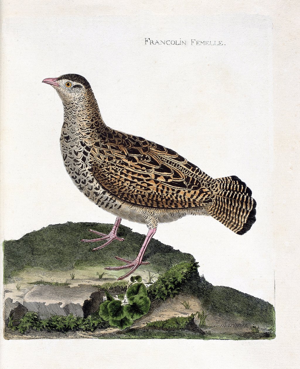 Zoolojik harita (ornitoloji): Dişi francolin (francolin noir veya francolinus francolinus). Francois Nicolas Martinet (1731-1800) tarafından "Görünen ve Hassas Yönleriyle Boyanmış Kuşların Tarihi" adlı illüstrasyon. Özel koleksiyon. by Francois Nicolas Martinet