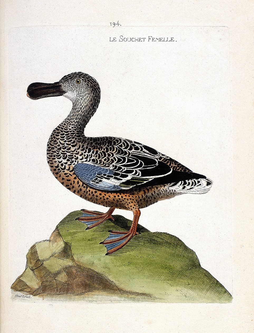 Zoolojik çizelge (ornitoloji): Dişi soy (ördek veya anas clypeata). Francois Nicolas Martinet (1731-1800) tarafından "Görünen ve Hassas Yönleriyle Boyanmış Kuşların Tarihi" adlı illüstrasyon. Özel koleksiyon. by Francois Nicolas Martinet