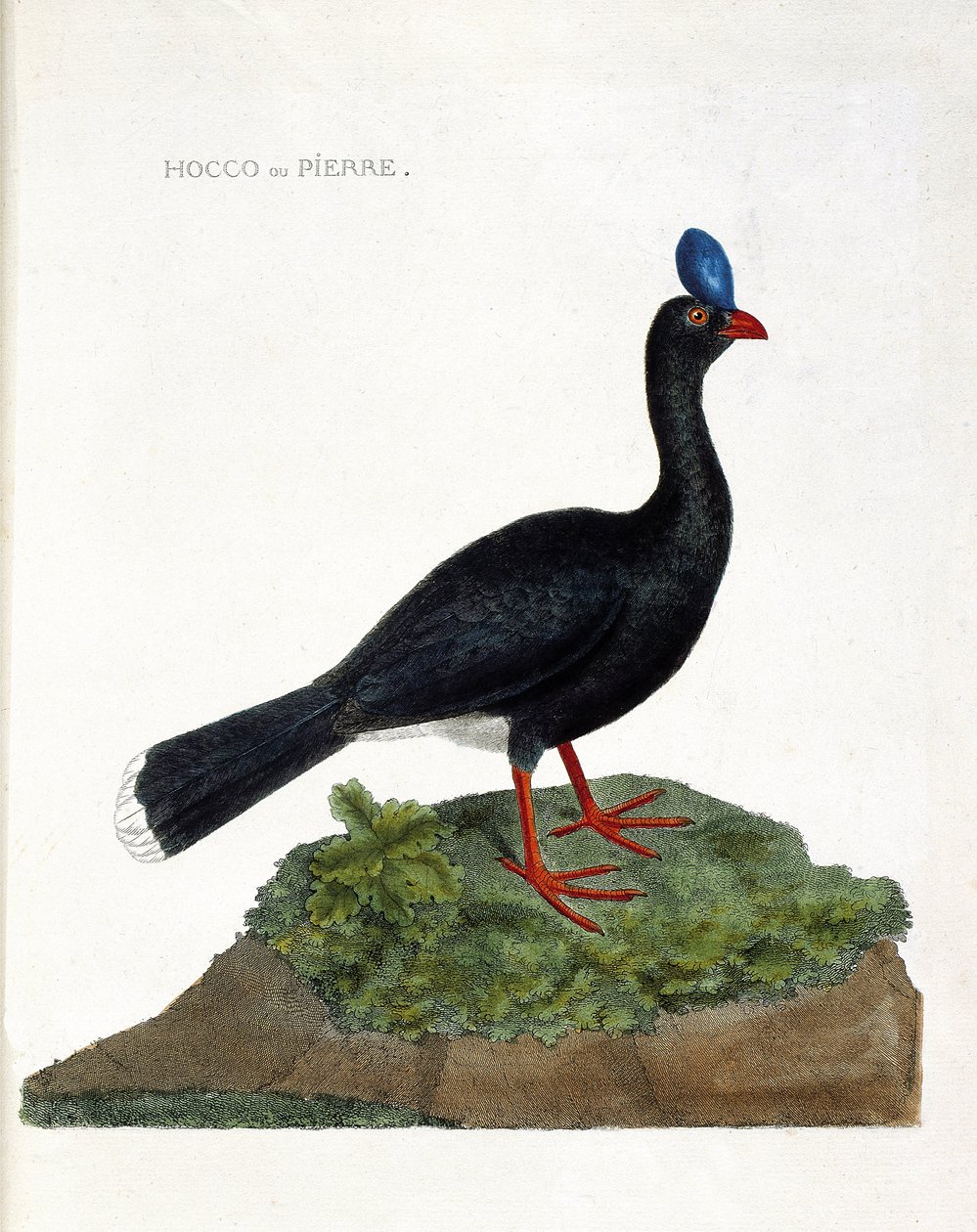 Zoolojik harita (ornitoloji): Hocco veya taş (Hocco a stone veya pauxi pauxi). Francois Nicolas Martinet (1731-1800) tarafından "Görünen ve Hassas Yönleriyle Boyanmış Kuşların Tarihi" adlı illüstrasyon. Özel koleksiyon. by Francois Nicolas Martinet