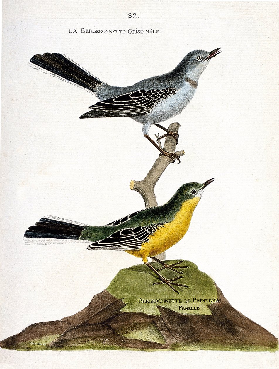 Zoolojik harita (ornitoloji): Bir daldaki erkek gri bergeronnet (Motacilla alba) ve dişi yaylı çoban (Motacilla flava). Francois Nicolas Martin tarafından “Görünen ve Hassas Yönleriyle Boyanmış Kuşların Tarihi”nde İllüstrasyon by Francois Nicolas Martinet