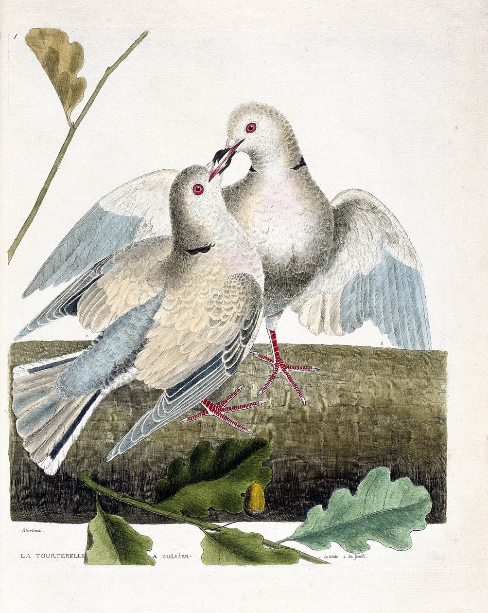 Zoolojik harita (ornitoloji): Boyunlu güvercin (pembe ve gri güvercin veya streptopelia roseogrisea). Francois Nicolas Martinet (1731-1800) tarafından "Görünen ve Hassas Yönleriyle Boyanmış Kuşların Tarihi" adlı illüstrasyon. Özel koleksiyon. by Francois Nicolas Martinet