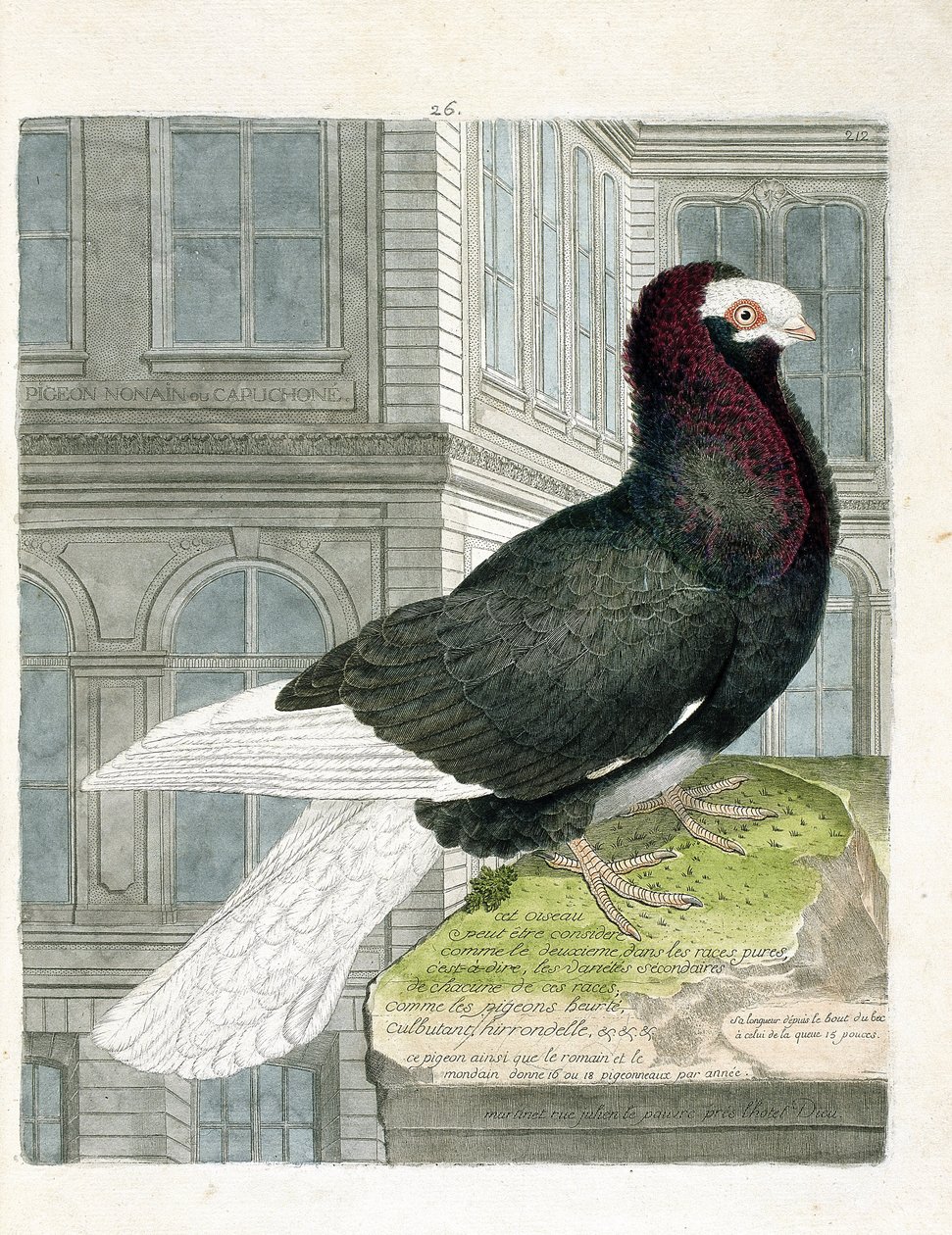 Zoolojik harita (ornitoloji): Nonan veya capuchone güvercini (cüce güvercin veya columba livia). Francois Nicolas Martinet (1731-1800) tarafından "Görünen ve Hassas Yönleriyle Boyanmış Kuşların Tarihi" adlı illüstrasyon. Özel koleksiyon. by Francois Nicolas Martinet