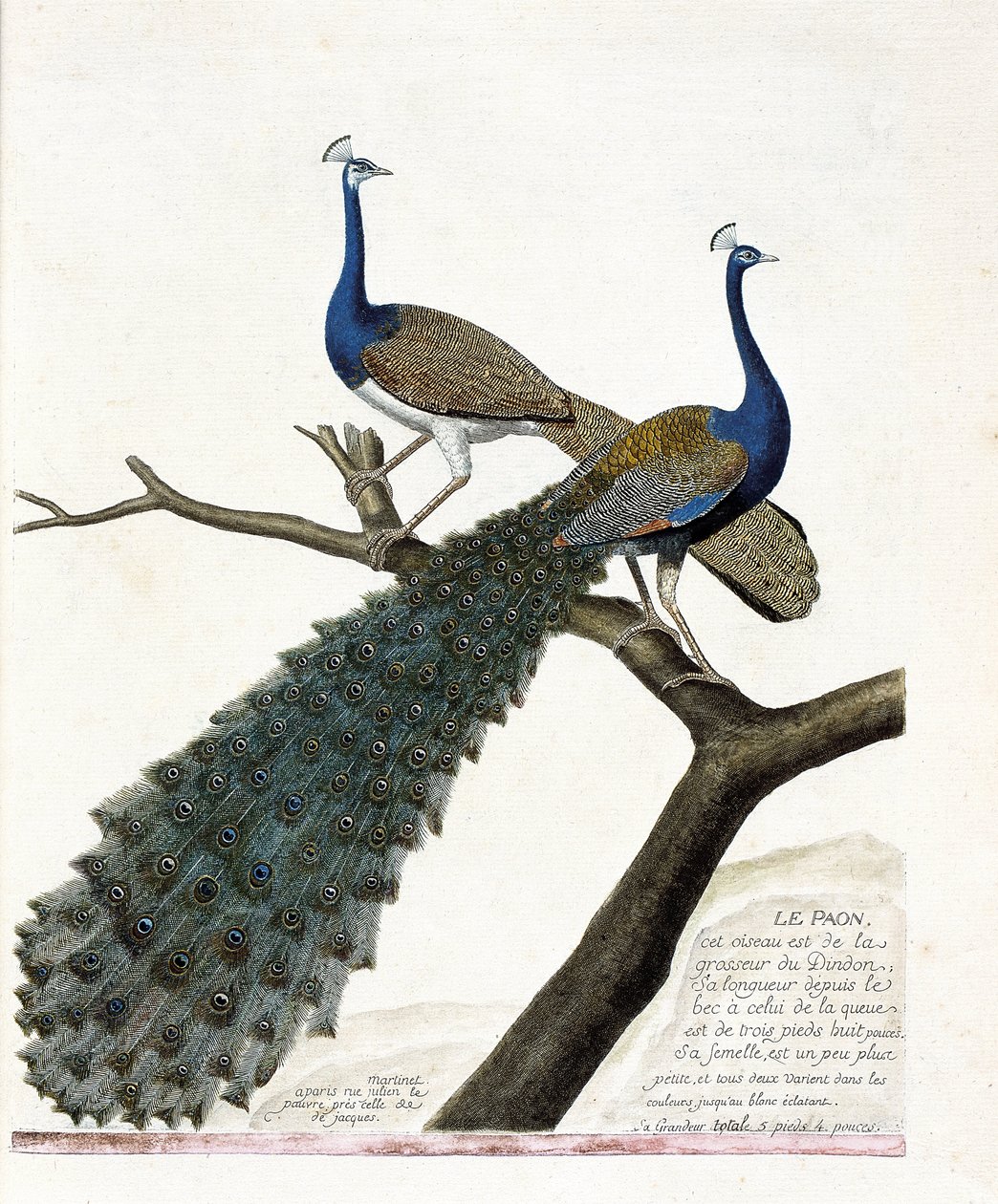 Zoolojik harita (ornitoloji): Tavus kuşu (mavi tavus kuşu veya pavo cristatus). Francois Nicolas Martinet (1731-1800) tarafından "Görünen ve Hassas Yönleriyle Boyanmış Kuşların Tarihi" adlı illüstrasyon. Özel koleksiyon. by Francois Nicolas Martinet