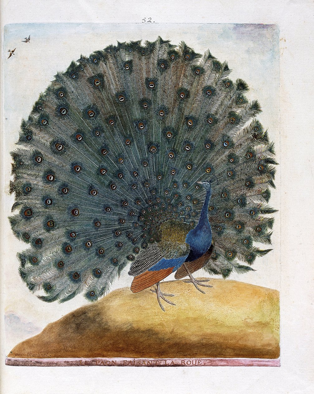 Zoolojik harita (ornitoloji): Tekerleği yapan tavus kuşu (mavi tavus kuşu veya Pavo cristatus). Francois Nicolas Martinet (1731-1800) tarafından "Görünen ve Hassas Yönleriyle Boyanmış Kuşların Tarihi" adlı illüstrasyon. Özel koleksiyon. by Francois Nicolas Martinet