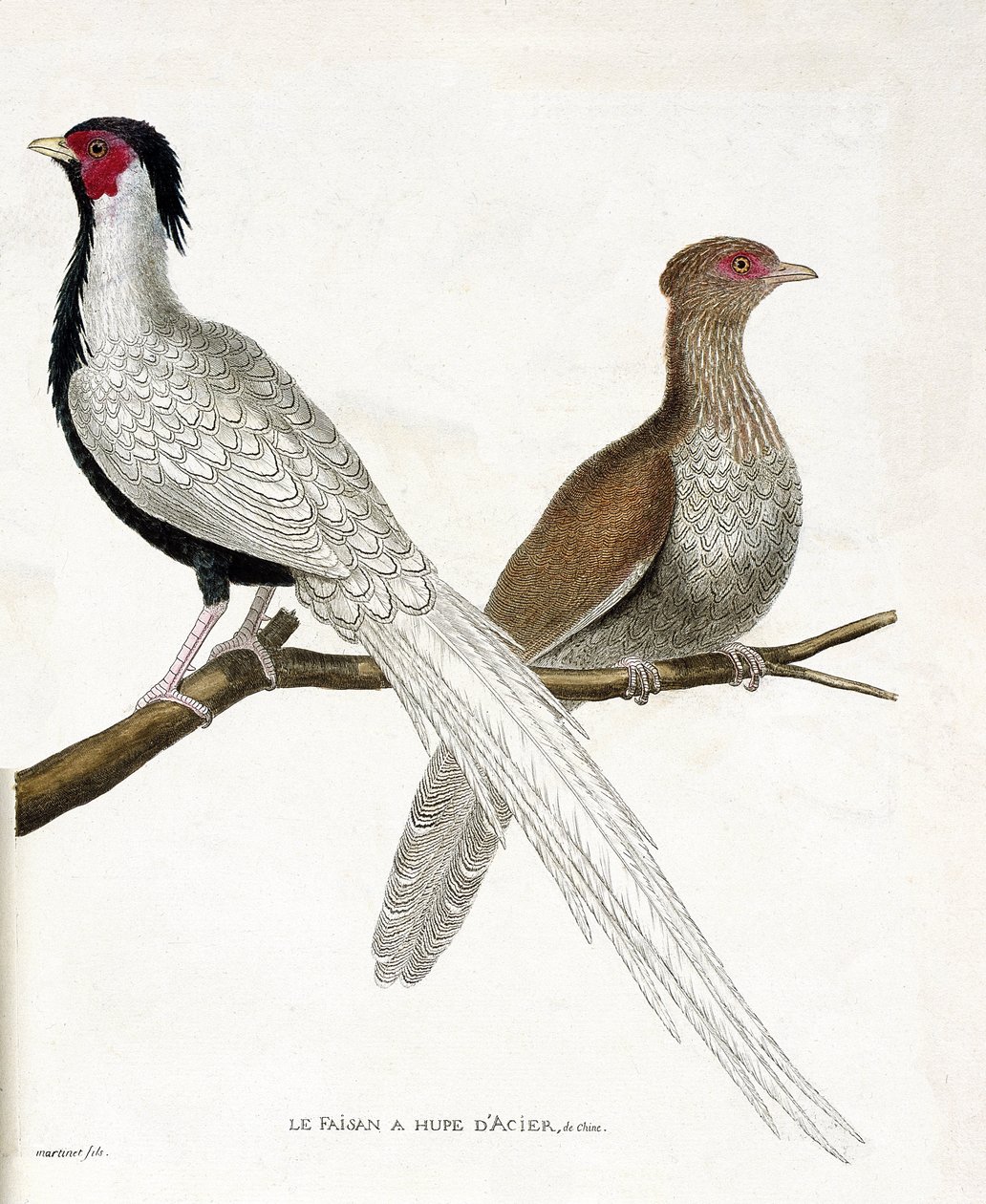 Zoolojik harita (ornitoloji): Sülün bir Çin çeliği hupe ve dişisi (gümüş sülün veya Lophura nycthemera) bir dalda. Francois Nicolas Marti