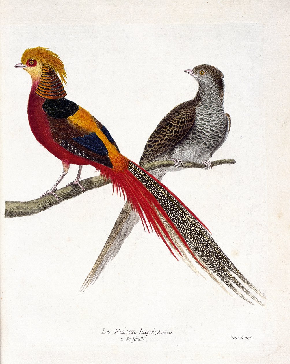 Zoolojik harita (ornitoloji): Çin sülün ve dişisi (altın sülün ve chrysolophus) bir dalda. Francois Nicolas Martinet (1731-1800) tarafından "Görünen ve Hassas Yönleriyle Boyanmış Kuşların Tarihi" adlı illüstrasyon. özel by Francois Nicolas Martinet