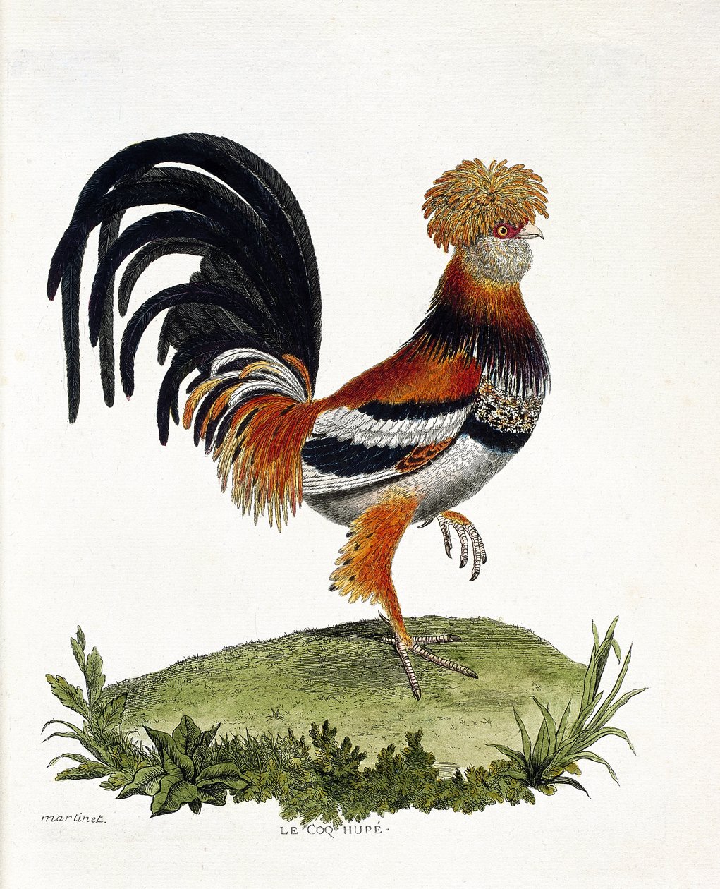 Zoolojik harita (ornitoloji): Horoz (yerli horoz veya gallus gallus). Francois Nicolas Martinet (1731-1800) tarafından "Görünen ve Hassas Yönleriyle Boyanmış Kuşların Tarihi" adlı illüstrasyon. Özel koleksiyon. by Francois Nicolas Martinet