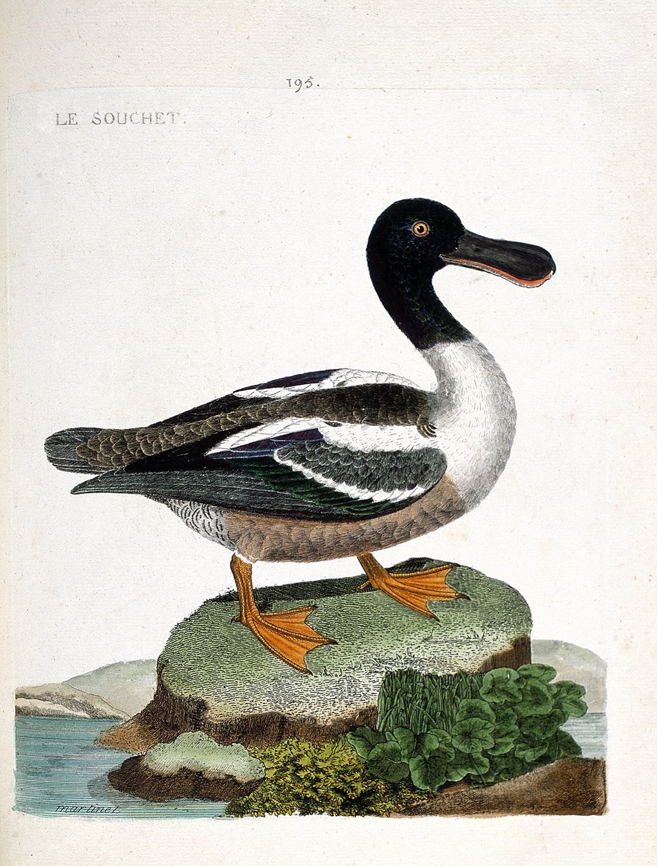 Zoolojik çizelge (ornitoloji): Soy (ördek çileği veya anas clypeata). Francois Nicolas Martinet (1731-1800) tarafından "Görünen ve Hassas Yönleriyle Boyanmış Kuşların Tarihi" adlı illüstrasyon. Özel koleksiyon. by Francois Nicolas Martinet