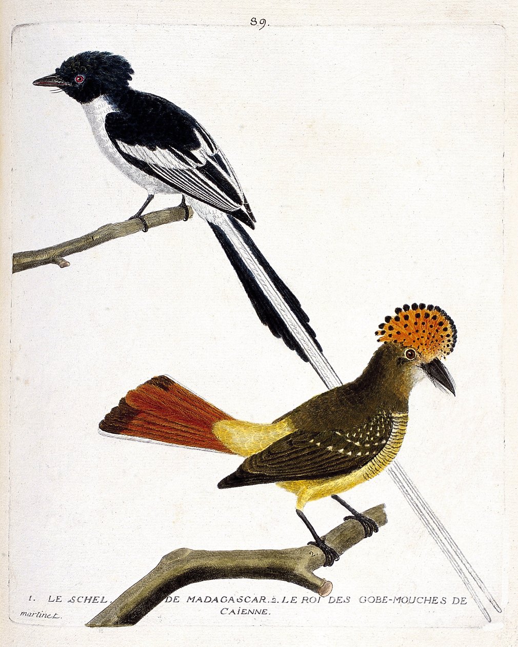 Zoolojik harita (ornitoloji). Üst: Madagaskar schel (chitrec malagasy veya terpsiphone mutata). Düşük yıl: Caienne