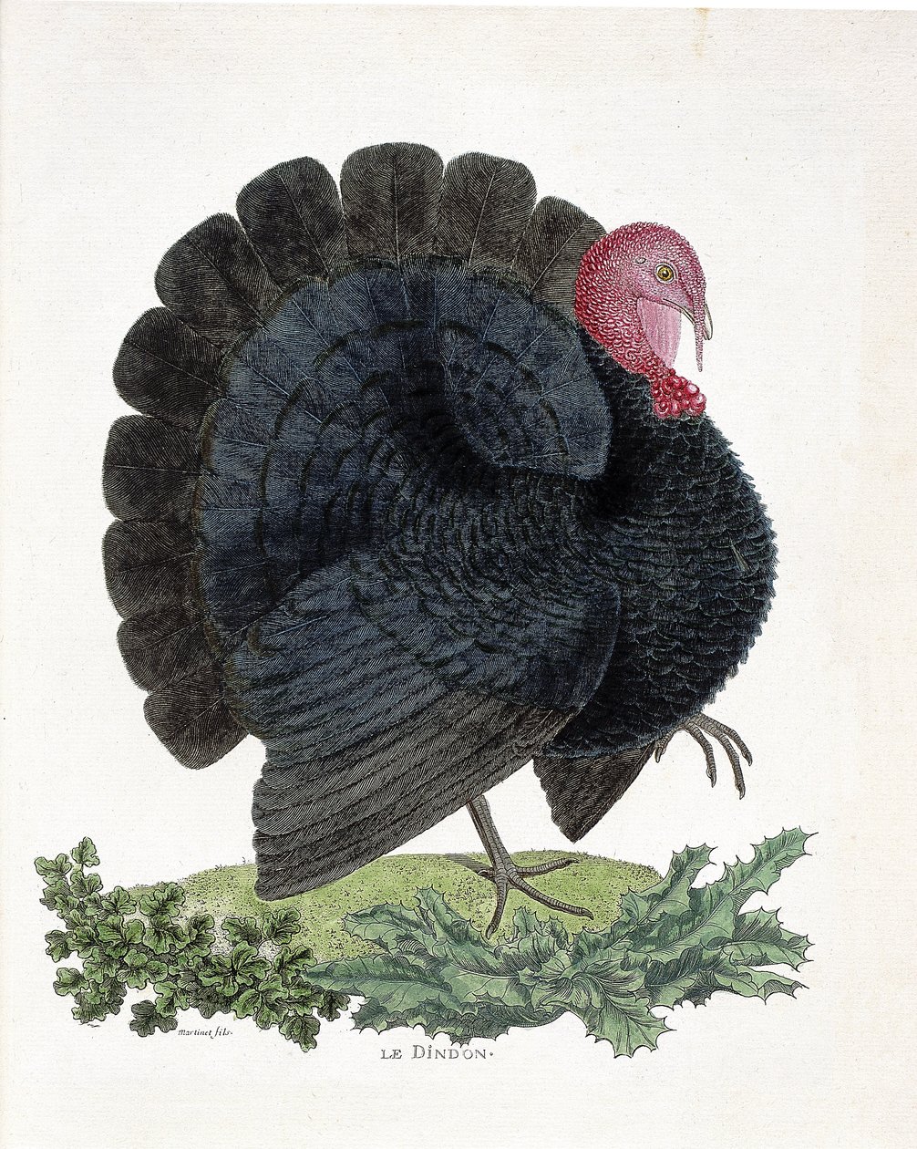 Zoolojik harita (ornitoloji): Türkiye (yerli hindi veya Melaeagris gallopavo). Francois Nicolas Martinet (1731-1800) tarafından “Görünen ve Hassas Yönleriyle Boyanmış Kuşların Tarihi”nde İllüstrasyon (gravür) by Francois Nicolas Martinet