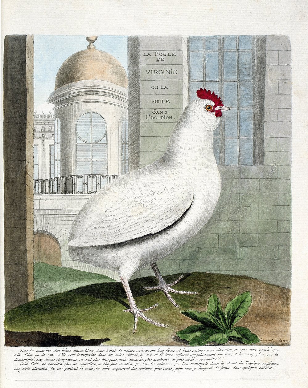 Zoolojik harita (ornitoloji): Virginia tavuğu veya kıçsız tavuklar (evcil tavuk iu gallus gallus). Francois Nicolas Martinet (1731-1800) tarafından "Görünen ve Hassas Yönleriyle Boyanmış Kuşların Tarihi" adlı illüstrasyon. Özel koleksiyon. by Francois Nicolas Martinet