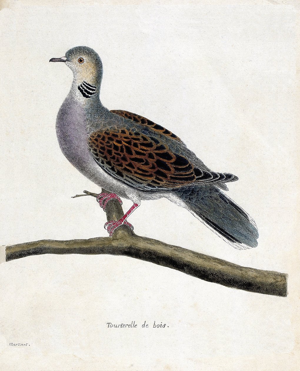Zoolojik harita (ornitoloji): Bir daldaki ağaç güvercini (ağaç güvercini veya streptopelia turtur). Francois Nicolas Martinet (1731-1800) tarafından "Görünen ve Hassas Yönleriyle Boyanmış Kuşların Tarihi" adlı illüstrasyon. Özel koleksiyon. by Francois Nicolas Martinet