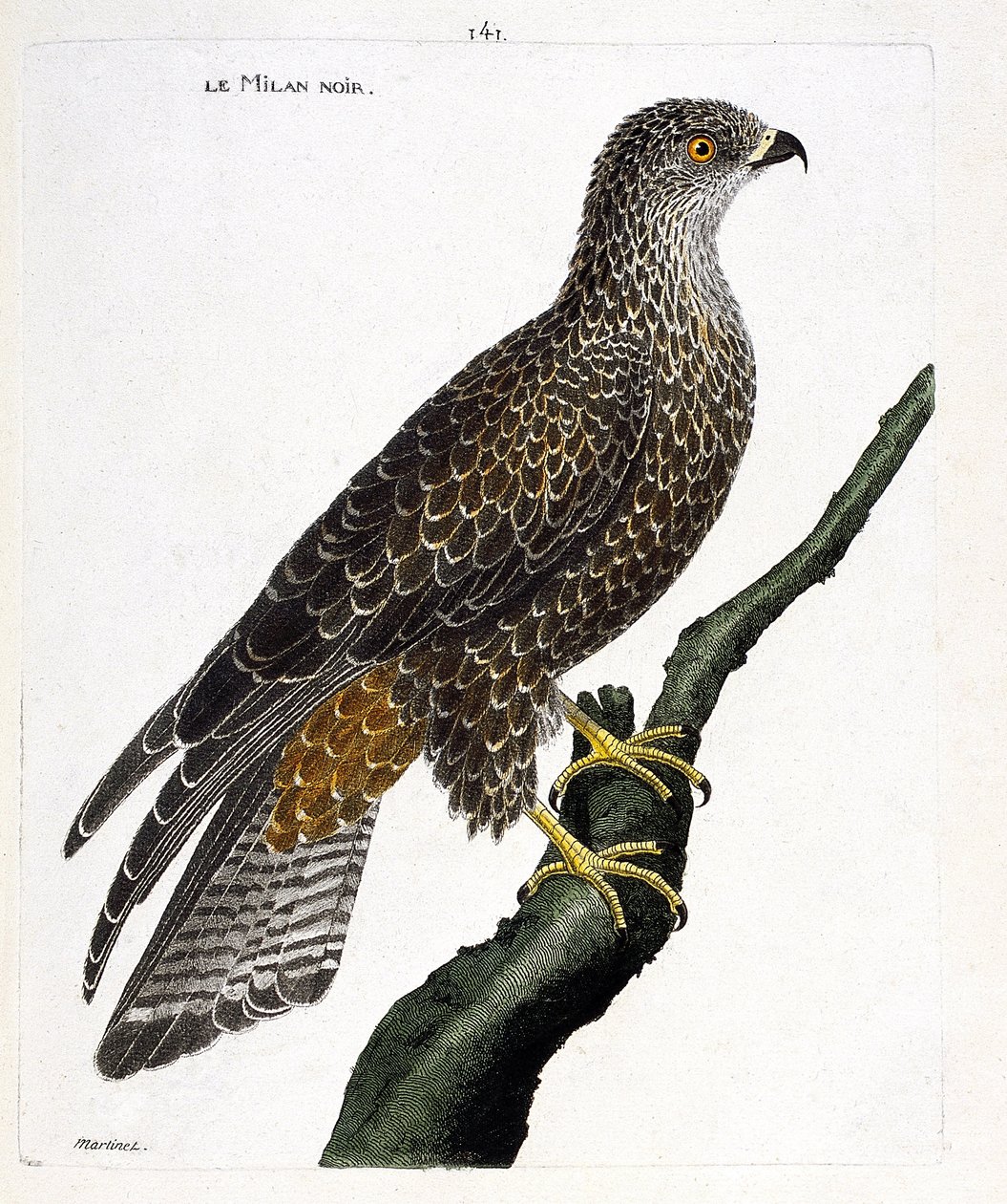 Zoolojik harita (ornitoloji): bir dalda siyah milvus migrans. Francois Nicolas Martinet (1731-1800) tarafından "Görünen ve Hassas Yönleriyle Boyanmış Kuşların Tarihi" adlı illüstrasyon. Özel koleksiyon. by Francois Nicolas Martinet
