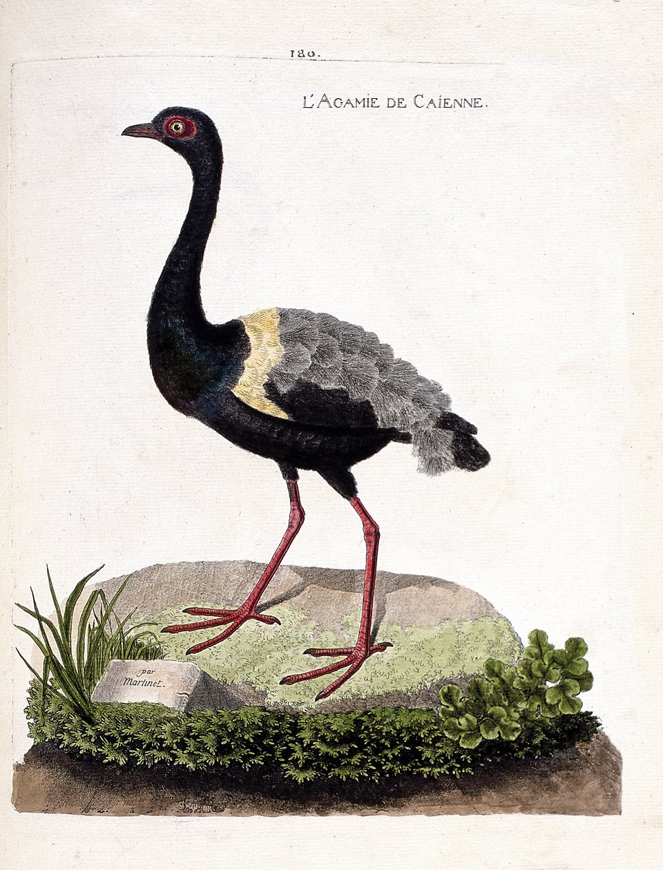 Zoolojik harita (ornitoloji): caienne agami (trompet agami veya psophia krepitan). Francois Nicolas Martinet (1731-1800) tarafından "Görünen ve Hassas Yönleriyle Boyanmış Kuşların Tarihi" adlı illüstrasyon. Özel koleksiyon. by Francois Nicolas Martinet
