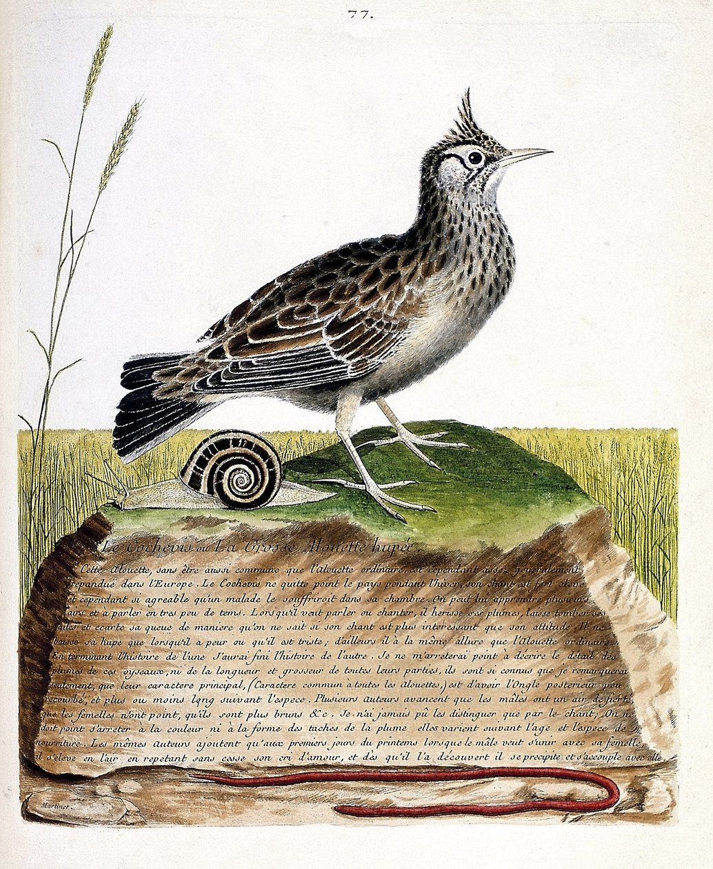 Zoolojik harita (ornitoloji): cochevis (cochevis huppe veya Galerida cristata). Francois Nicolas Martinet (1731-1800) tarafından "Görünen ve Hassas Yönleriyle Boyanmış Kuşların Tarihi" adlı illüstrasyon. Özel koleksiyon. by Francois Nicolas Martinet