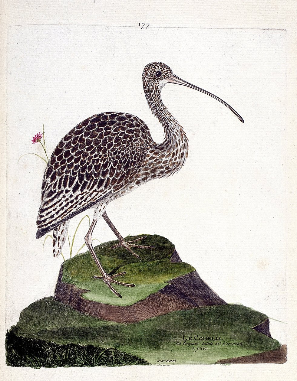 Zoolojik çizelge (ornitoloji): kıvrılma (kıvrık kül veya numenius arquata). Francois Nicolas Martinet (1731-1800) tarafından "Görünen ve Hassas Yönleriyle Boyanmış Kuşların Tarihi" adlı illüstrasyon. Özel koleksiyon. by Francois Nicolas Martinet