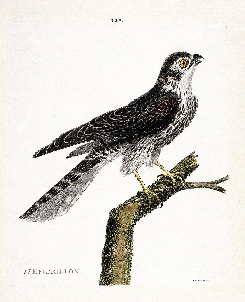 Zoolojik grafik (ornitoloji): bir dalda emerillon (emerillon falcon veya falco colombarius). Francois Nicolas Martinet (1731-1800) tarafından "Görünen ve Hassas Yönleriyle Boyanmış Kuşların Tarihi" adlı illüstrasyon. Özel koleksiyon. by Francois Nicolas Martinet