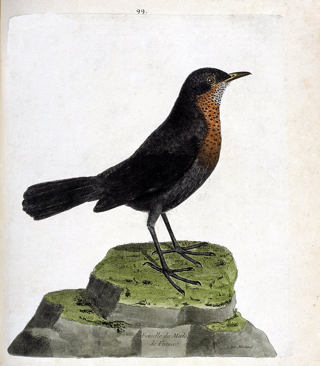 Zoolojik harita (ornitoloji): dişi karatavuk (kara karatavuk veya turdus merula). Francois Nicolas Martinet (1731-1800) tarafından "Görünen ve Hassas Yönleriyle Boyanmış Kuşların Tarihi" adlı illüstrasyon. Özel koleksiyon. by Francois Nicolas Martinet