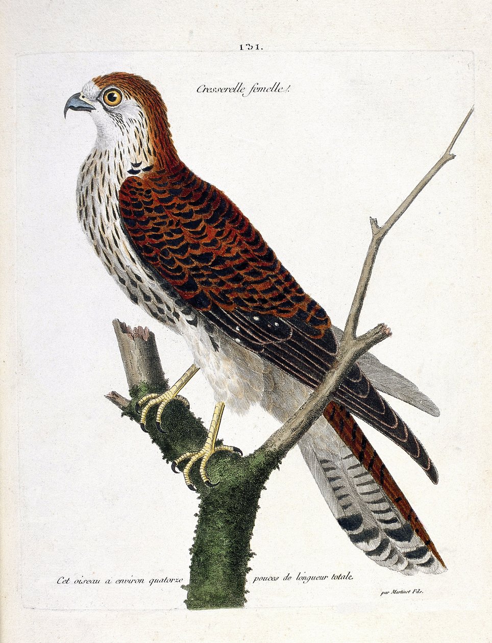 Zoolojik harita (ornitoloji): Bir dalda dişi tere (şahin veya şahin tinnunculus). Francois Nicolas Martinet (1731-1800) tarafından "Görünen ve Hassas Yönleriyle Boyanmış Kuşların Tarihi" adlı illüstrasyon. Özel koleksiyon. by Francois Nicolas Martinet