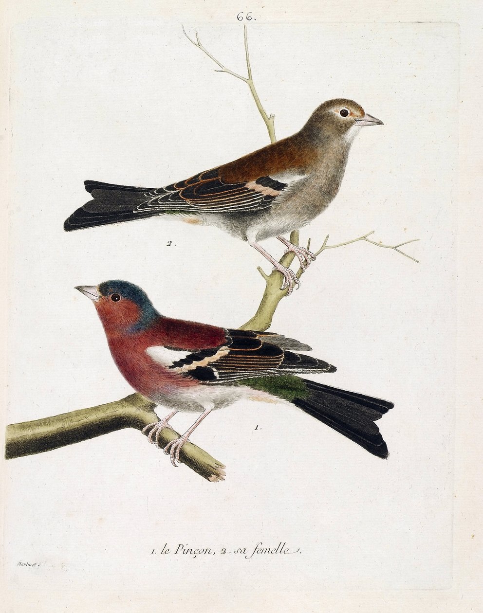 Zoolojik çizelge (ornitoloji): aşağıdan yukarıya: Bir daldaki tutam ve dişi (ağaç pinson veya fringilla coelebs). Francois Nicolas Martinet (1731-180) tarafından "Görünen ve Hassas Yönleriyle Boyanmış Kuşların Tarihi"nde İllüstrasyon by Francois Nicolas Martinet