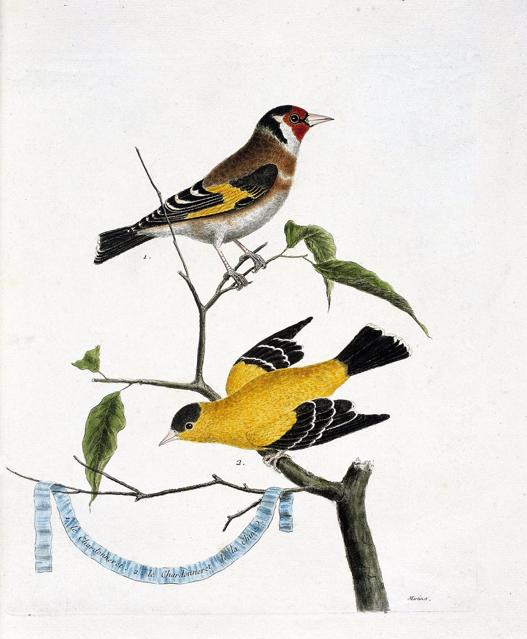 Zoolojik çizelge (ornitoloji): yukarıdan aşağıya: Bir daldaki chardonneret (zarif chardonneret veya carduelis carduelis) ve Çin