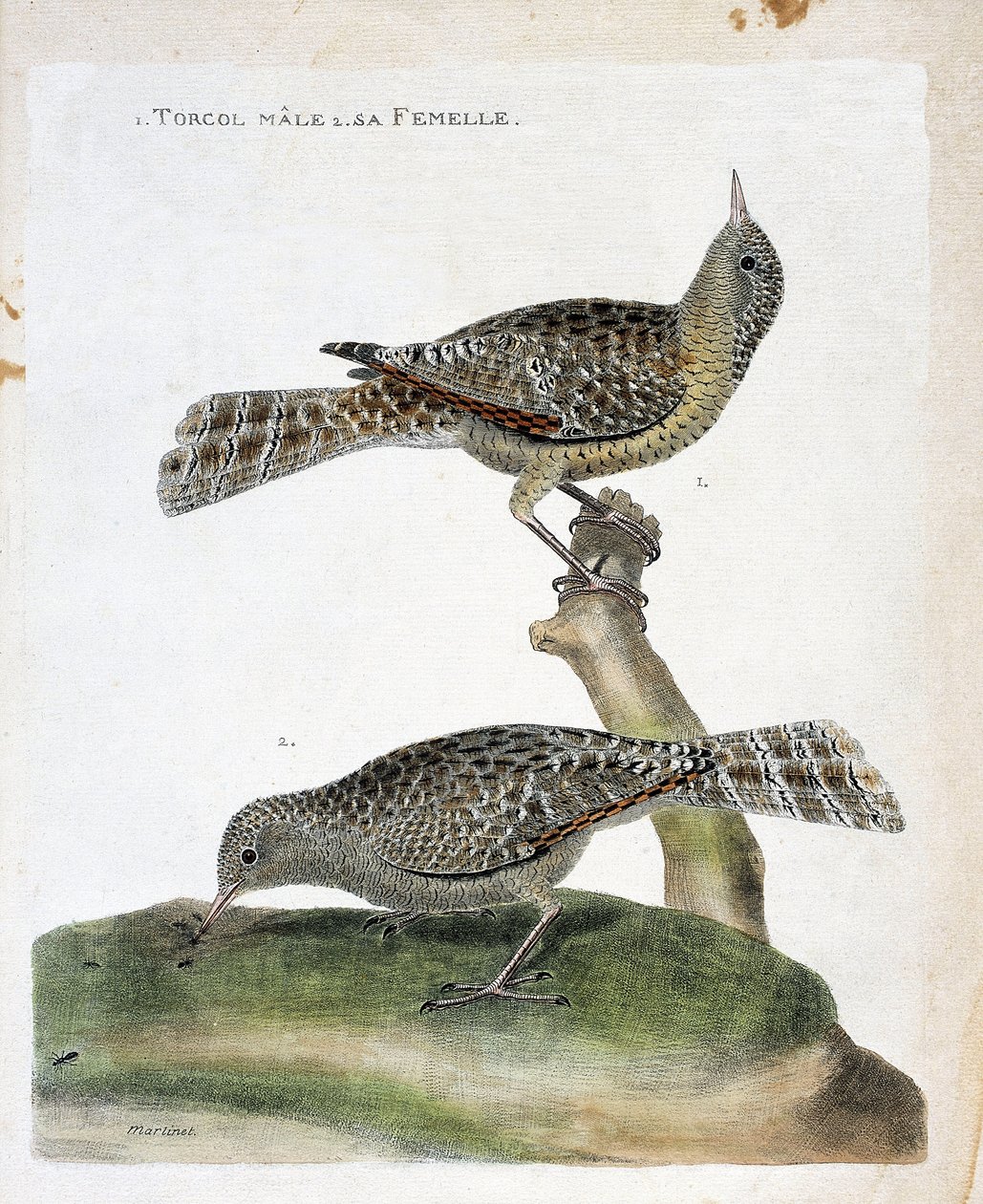 Zoolojik tablo (ornitoloji): yukarıdan aşağıya: Erkek torcol ve dişisi (Torcol Fourmilier veya Jynx torquilla). Francois Nicolas Martinet (1731-1800) tarafından "Görünen ve Hassas Yönleriyle Boyanmış Kuşların Tarihi" adlı illüstrasyon. by Francois Nicolas Martinet