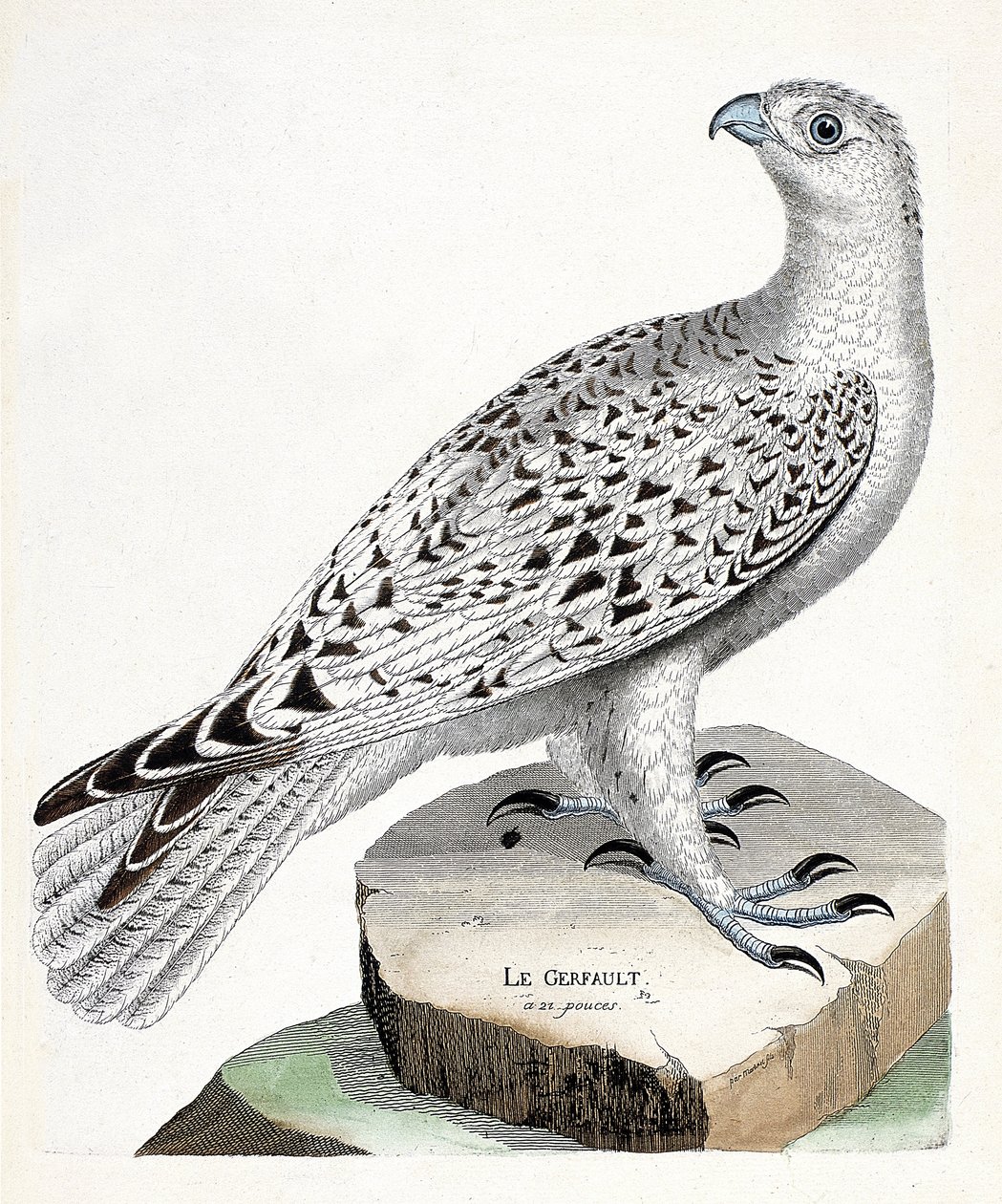 Zoolojik harita (ornitoloji): gerfault (gerfaut falcon veya falco rusticolus). Francois Nicolas Martinet (1731-1800) tarafından "Görünen ve Hassas Yönleriyle Boyanmış Kuşların Tarihi" adlı illüstrasyon. Özel koleksiyon. by Francois Nicolas Martinet