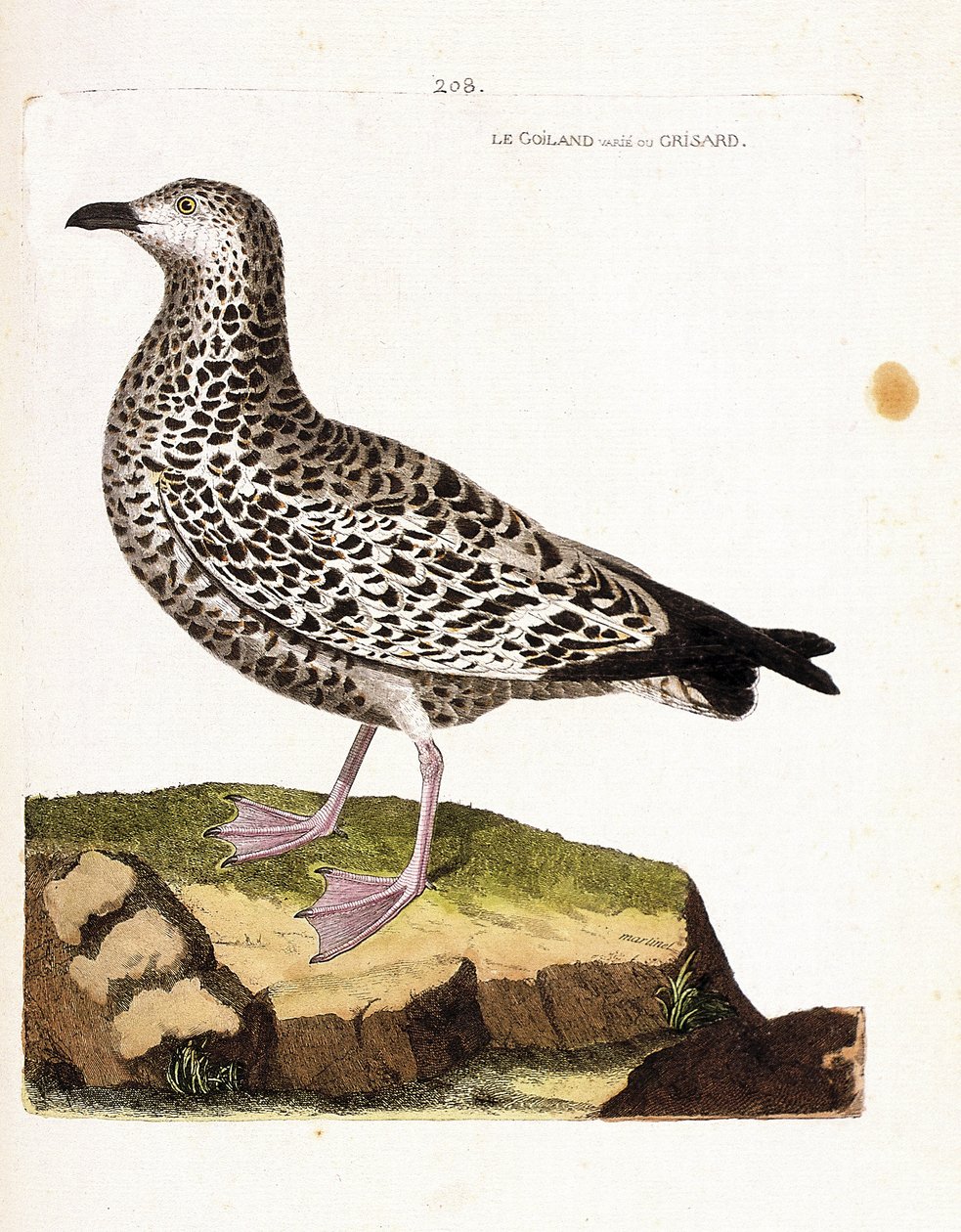 Zoolojik harita (ornitoloji): goiland değişir veya grisard (goeland veya larus sp). Francois Nicolas Martinet (1731-1800) tarafından "Görünen ve Hassas Yönleriyle Boyanmış Kuşların Tarihi" adlı illüstrasyon. Özel koleksiyon. by Francois Nicolas Martinet